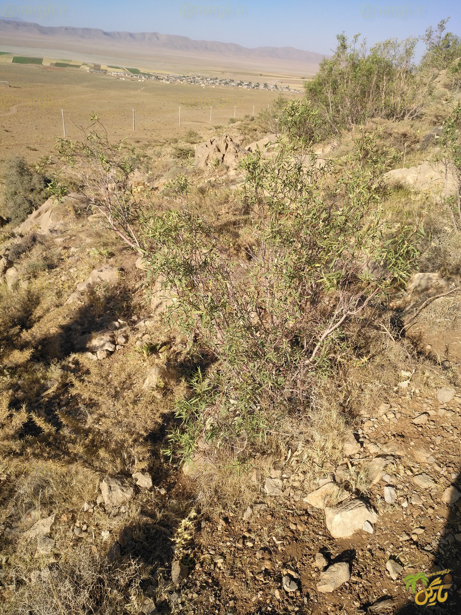 برگ بو زاگرسی